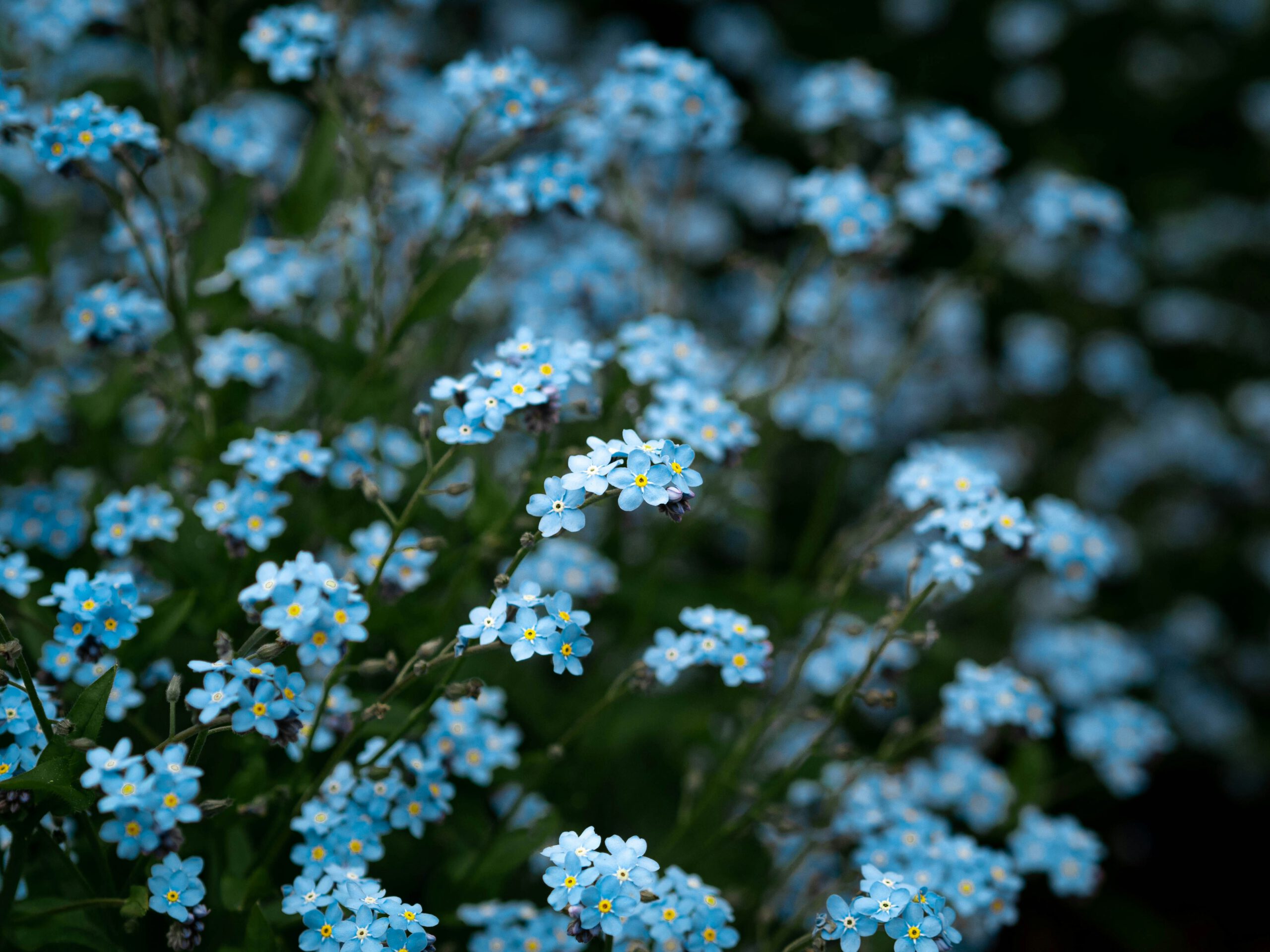 kat-banachowicz-IL6jToy0XYg-unsplash